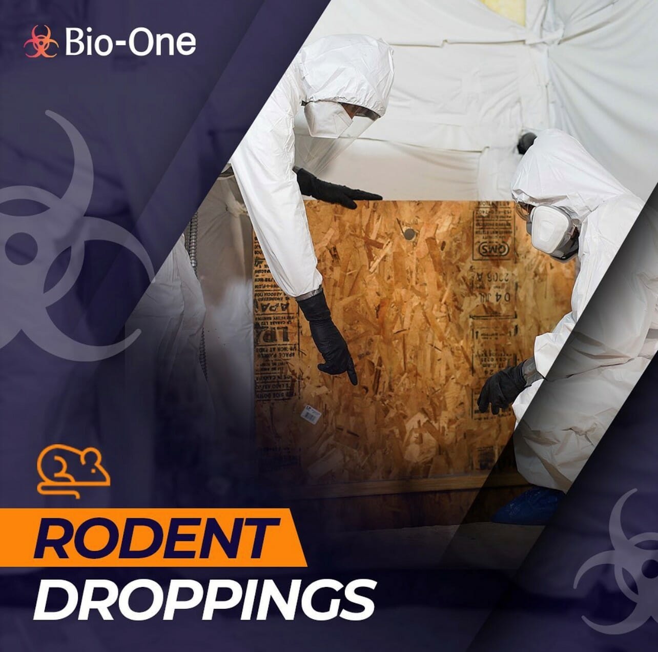 Disinfection Needed for Rodent Droppings BioOne of Scottsdale
